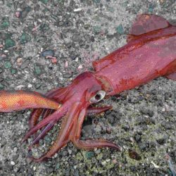 短時間エギング