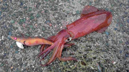 短時間エギング