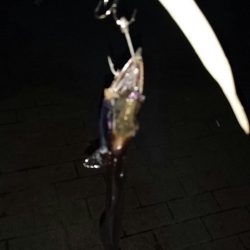 大潮最終日タチウオ釣行