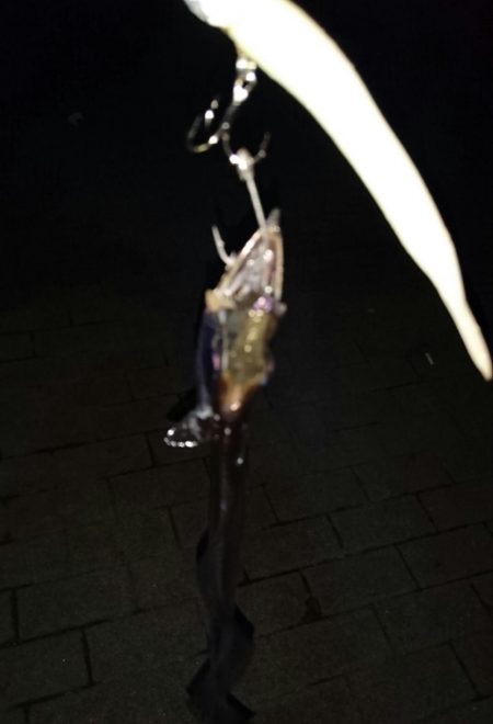 大潮最終日タチウオ釣行