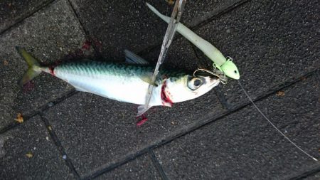 台風直前タチウオ釣行