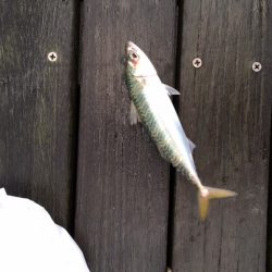 コスモスクエア　4連続