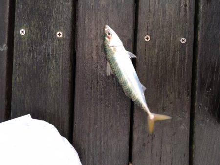 コスモスクエア　4連続