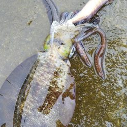 午後からエギング