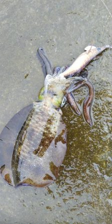 午後からエギング