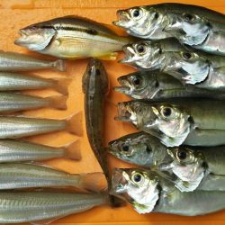 【門司港】五目調査