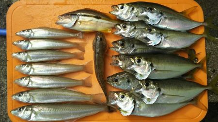 【門司港】五目調査