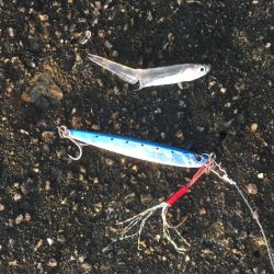 サバ大軍・タチウオ不在？