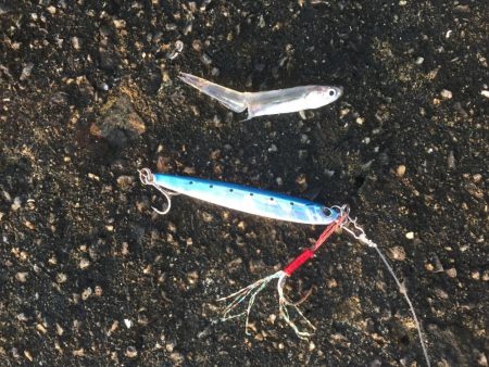 サバ大軍・タチウオ不在？