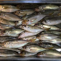 舞洲・夢舞大橋下のタチウオ&サビキ