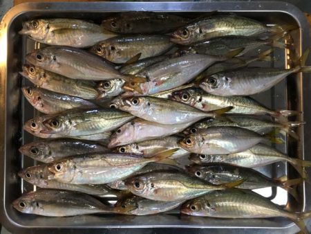 舞洲・夢舞大橋下のタチウオ&サビキ