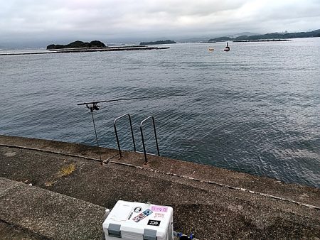 アオリイカ釣れました!!