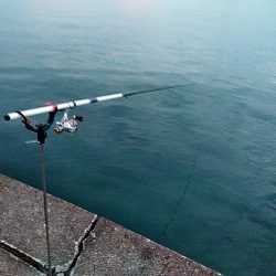 アオリイカ また　釣れました!!