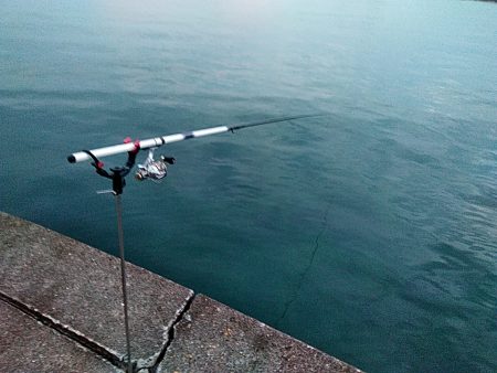 アオリイカ また　釣れました!!