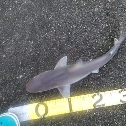 台風明けに　カンパチ（シオ）釣れましたね!!