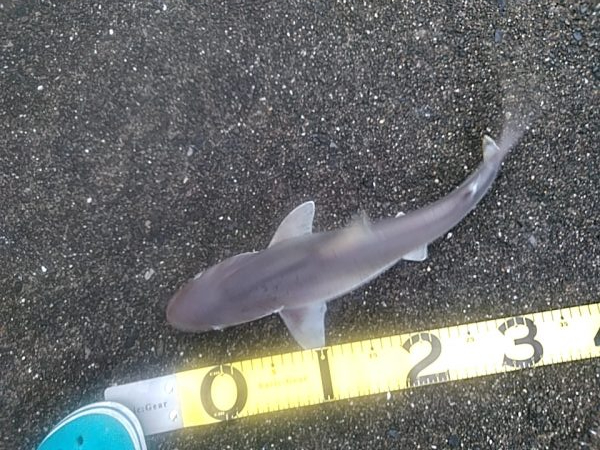 台風明けに　カンパチ（シオ）釣れましたね!!