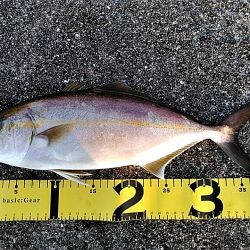 朝マヅメで　シオ(カンパチの小型)2本上がりました。