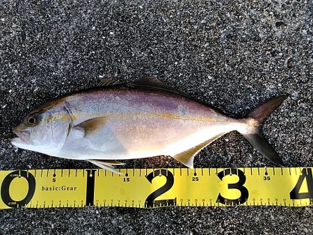 朝マヅメで　シオ(カンパチの小型)2本上がりました。