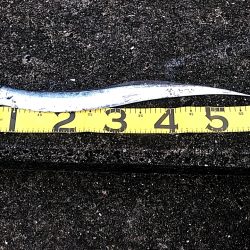 今年初めての太刀魚でした!!