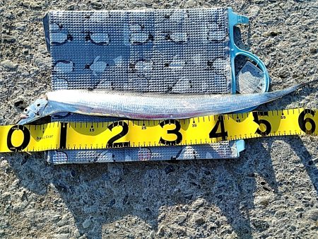 久しぶりの太刀魚でした(#^^#)