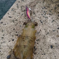 三連休初日エギング