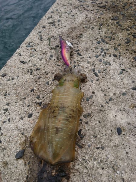 三連休初日エギング