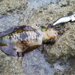 夕マズメエギング　雨にもマケズ