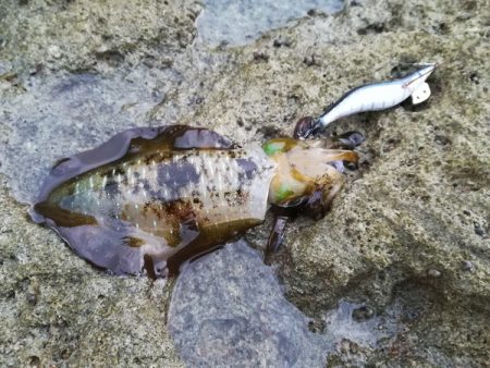 夕マズメエギング　雨にもマケズ