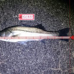 シーバスゲーム