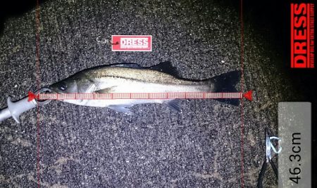 シーバスゲーム