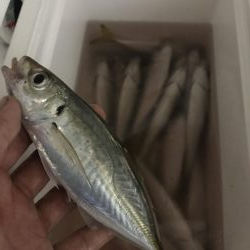 とことんアジングパラダイス