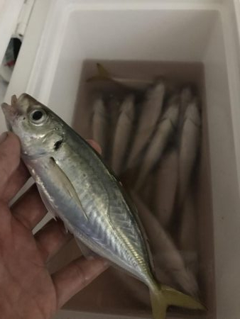 とことんアジングパラダイス