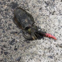 秋イカエギング開幕