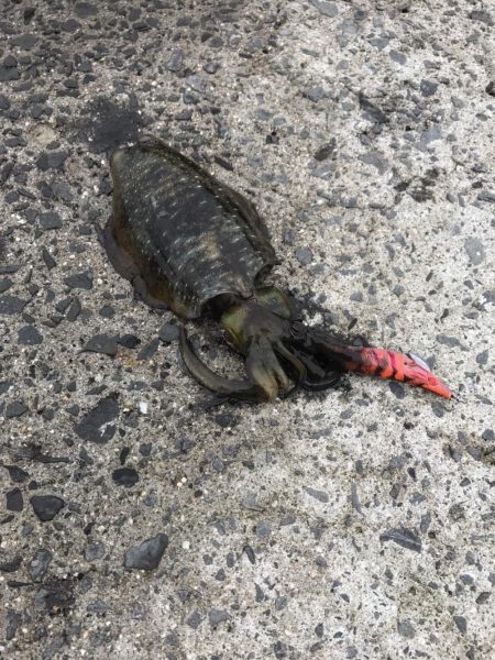 秋イカエギング開幕