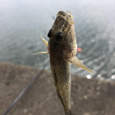 ハゼ釣りに行きました！