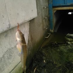 庄内湖 ハゼ釣り盛り上がってます