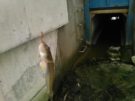 庄内湖 ハゼ釣り盛り上がってます