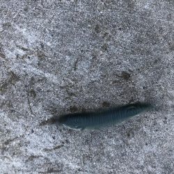 台風前また入れ食い