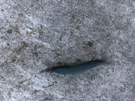 台風前また入れ食い