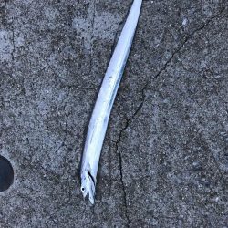 ベルトサイズばっかり