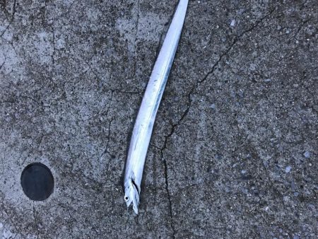 ベルトサイズばっかり