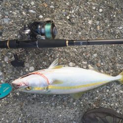 やっと、青物釣れました。