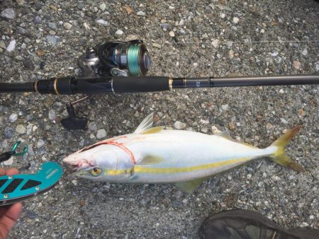 やっと、青物釣れました。