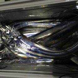 タチウオ爆釣