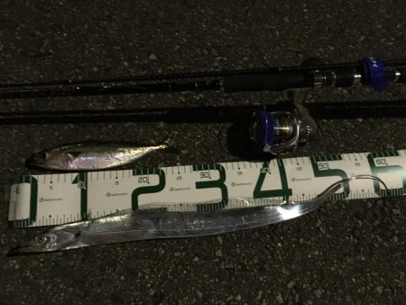 型は小さいが芦屋も開幕です。