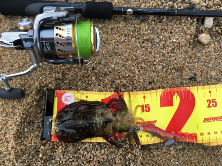 雨上がりのエギング