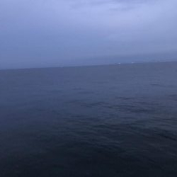 サビキ用で爆釣