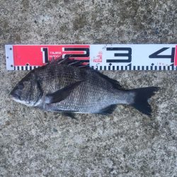 今週も好調！雨上がり６尾ゲット！！