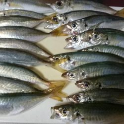 タチウオとアジ