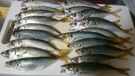 タチウオとアジ